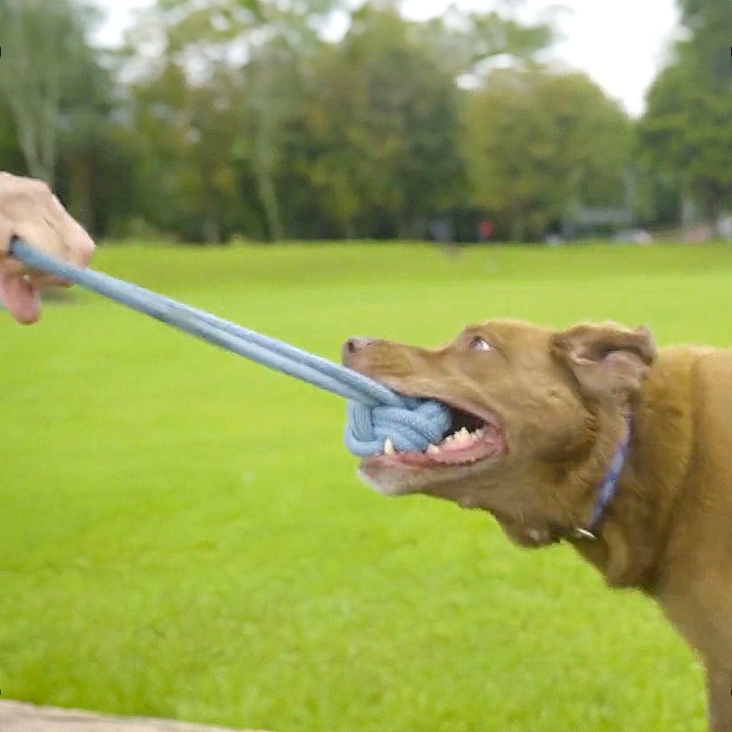 Climbing Rope Dog Tug Toy